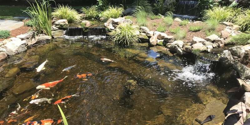 Koi Ponds in Apex, North Carolina