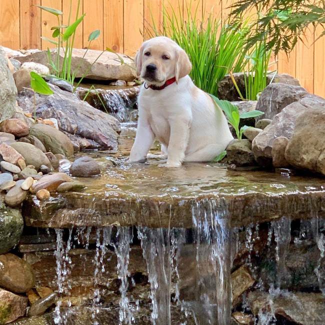 Pondless Waterfall Features, Raleigh in North Carolina