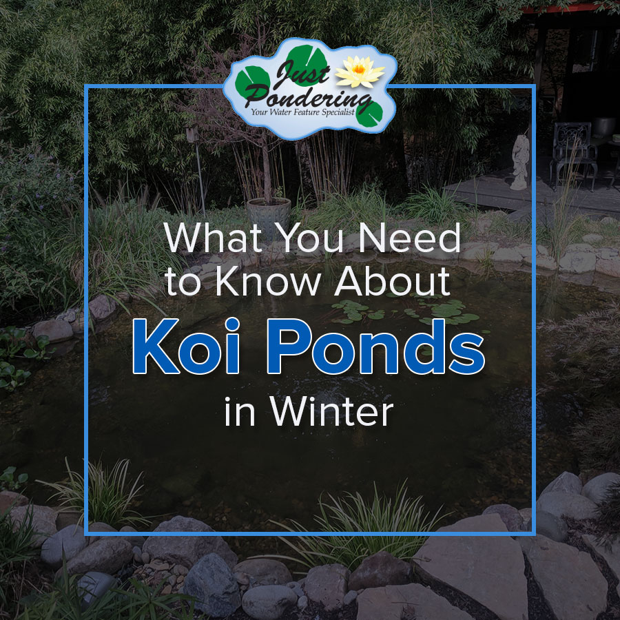What You Need to Know About Koi Ponds in Winter