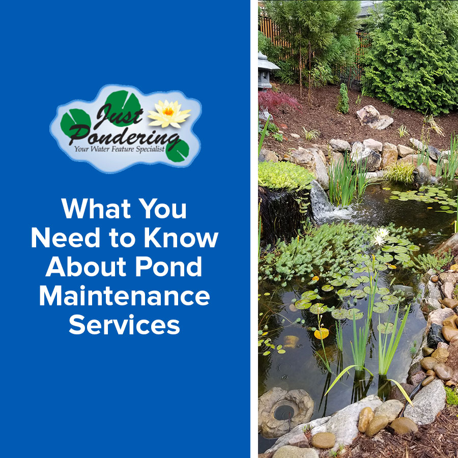 What You Need to Know About Pond Maintenance Services