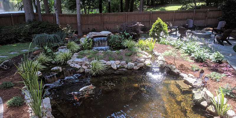Are Koi Ponds Right for You?