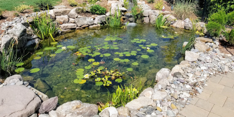 11' x 16' Koi Pond, Raleigh, NC